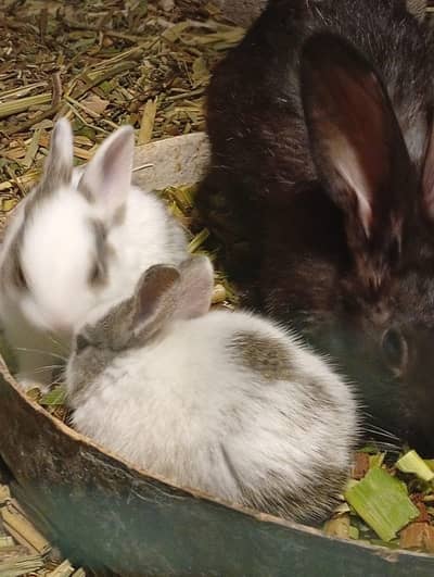 Pure New Zealand rabbits | Pure White with red eyes also available