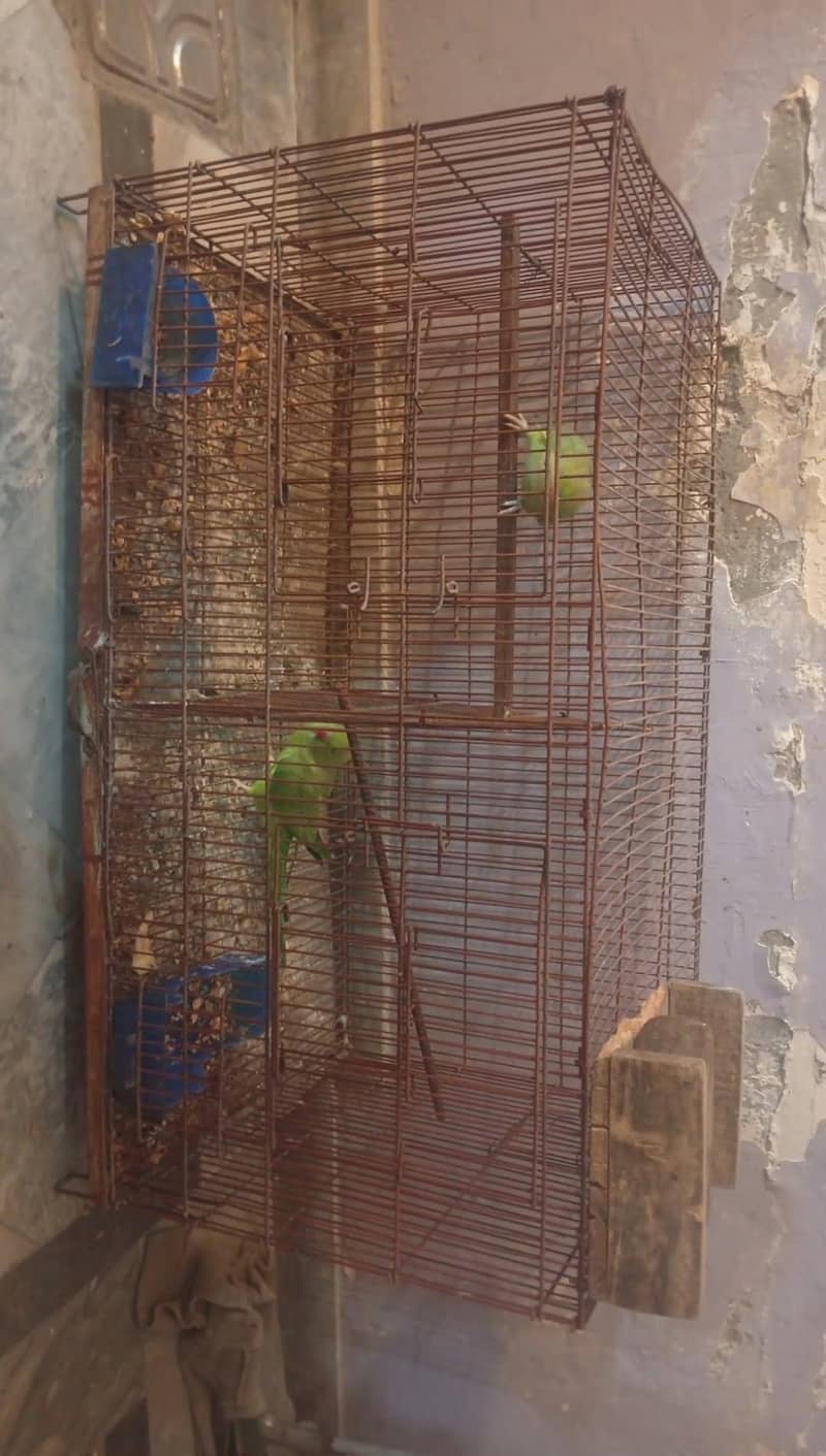 bird cages 0