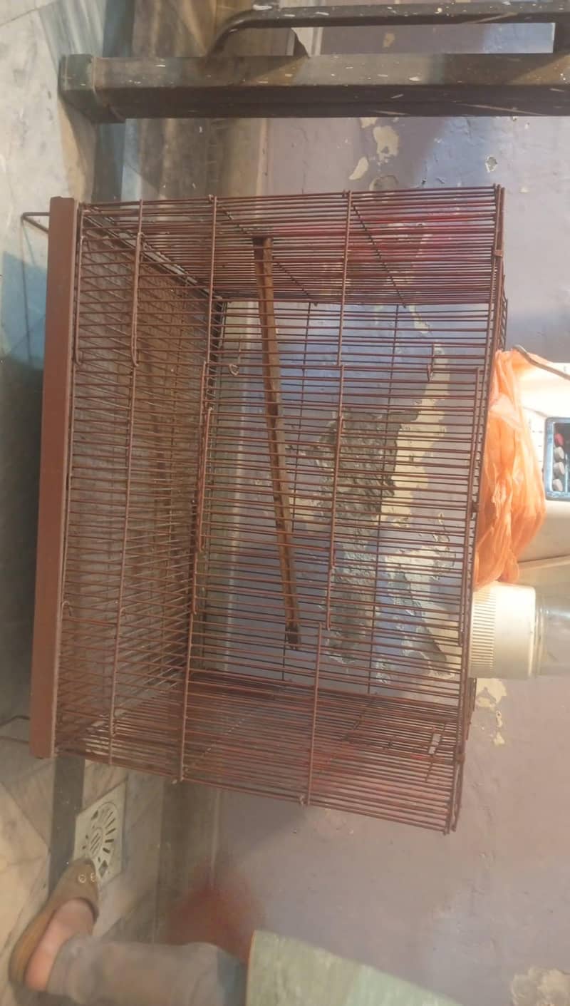 bird cages 1