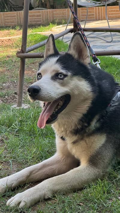 Siberian Husky Male 1.5 years