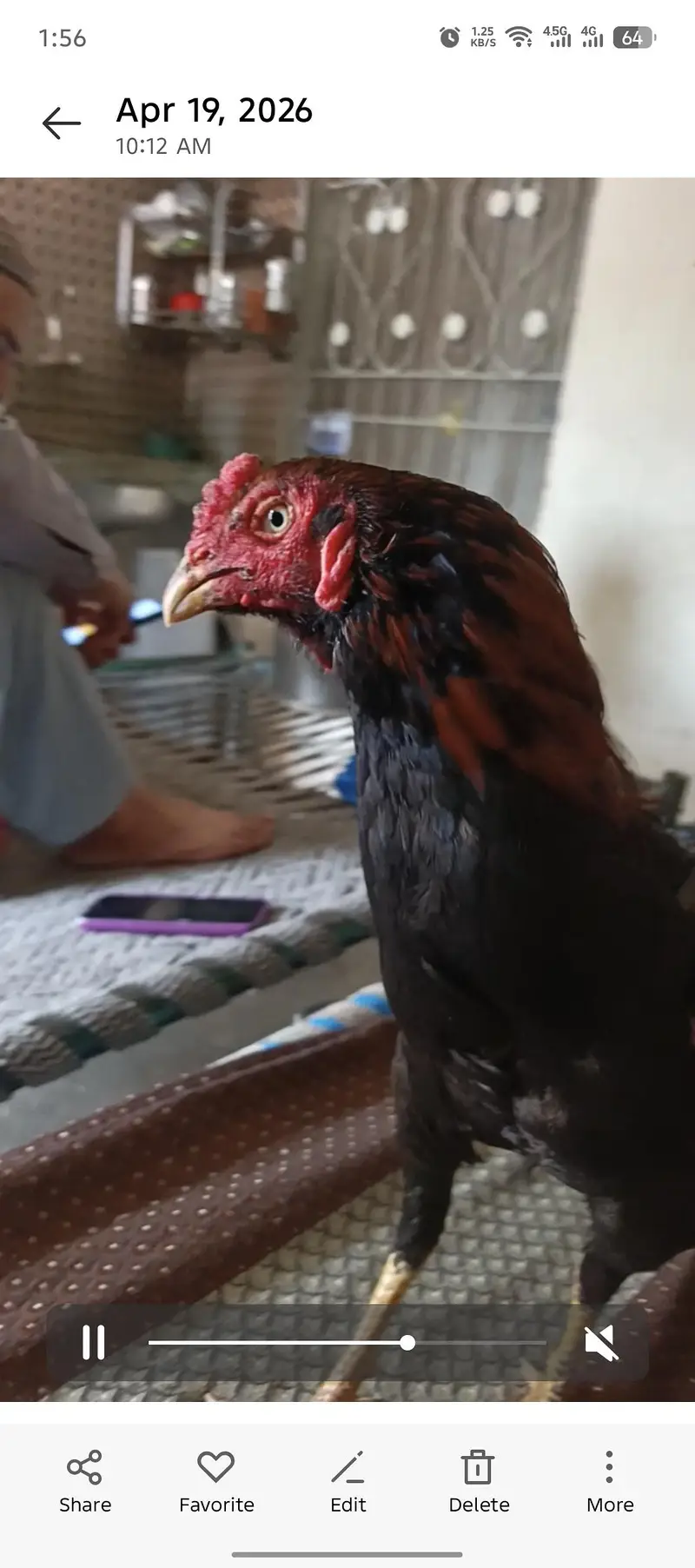 pure aseel male hen for sell  2 cock for sell