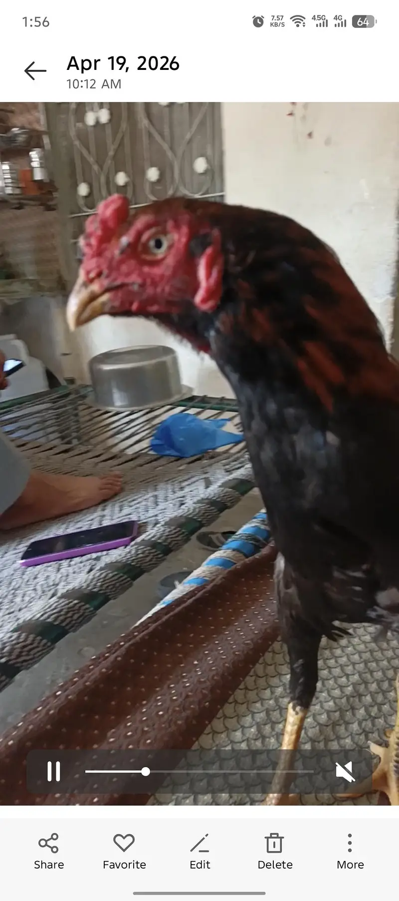 pure aseel male hen for sell  2 cock for sell — photo 2
