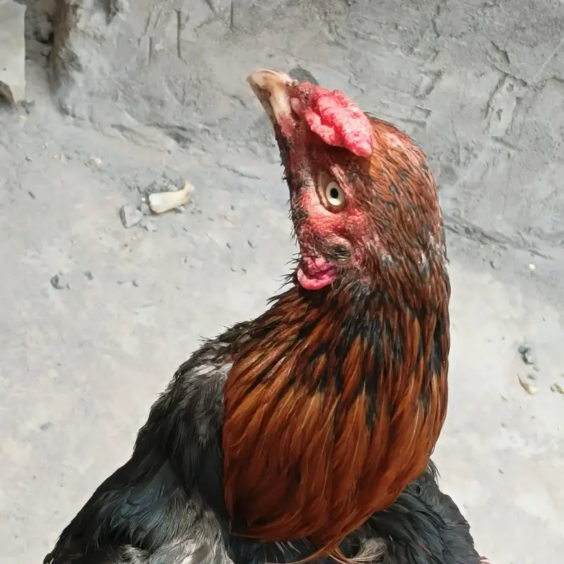 pure aseel male hen for sell  2 cock for sell — photo 3
