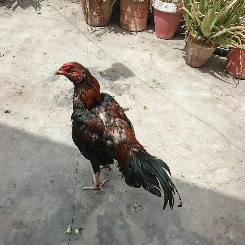 pure aseel male hen for sell  2 cock for sell — photo 4