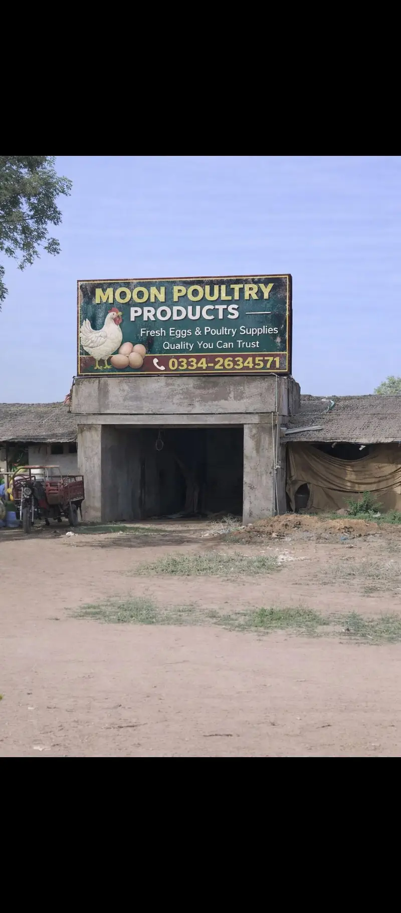commercial white layer hens — photo 2