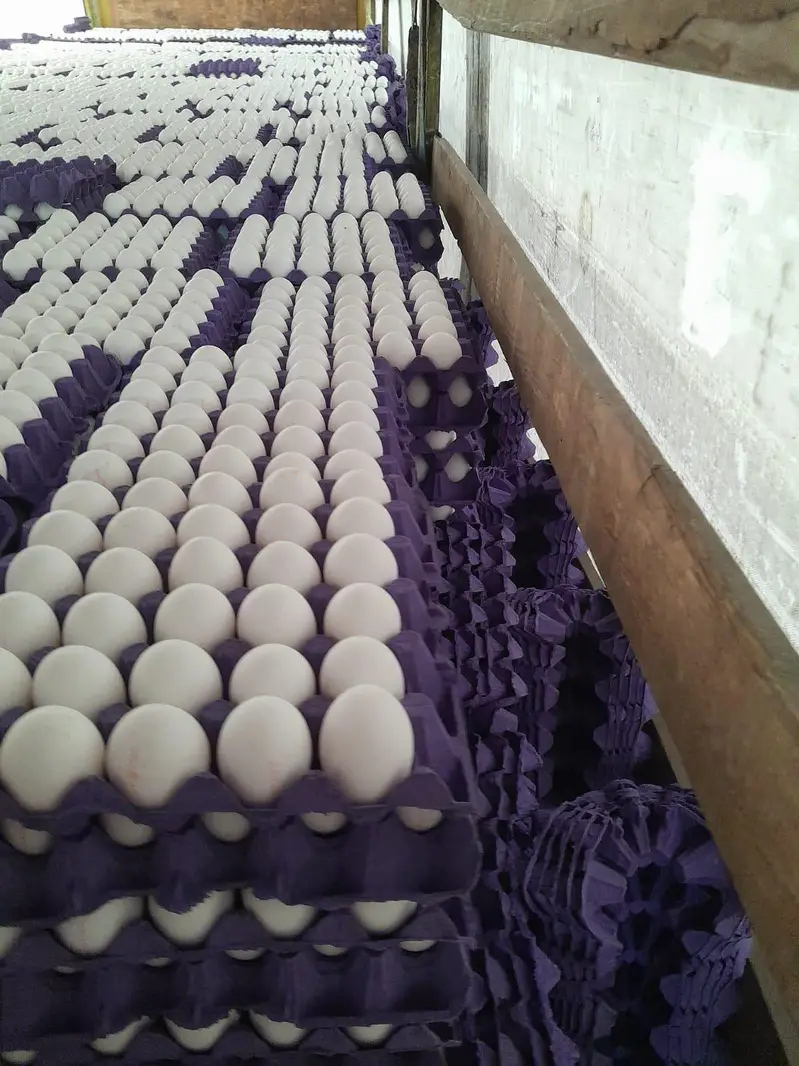 commercial white layer hens — photo 4