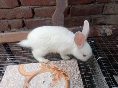 Newzland white rabbits Bunny for sale | Healthy | Beautiful | active |