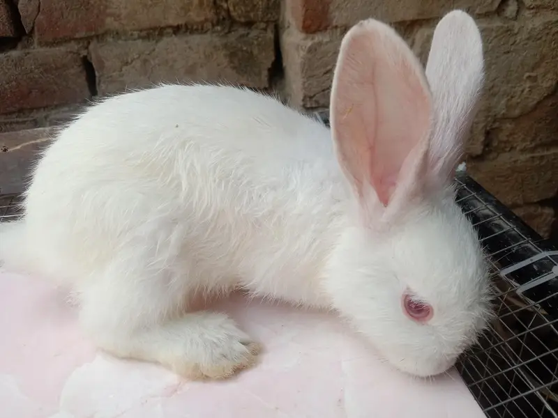 Newzland white rabbits Bunny for sale | Healthy | Beautiful | active | — photo 2