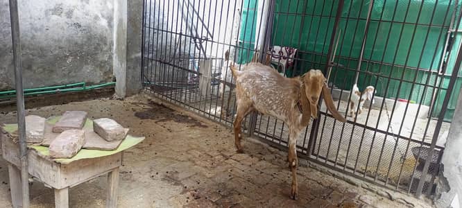 Healthy Bakra Makhi cheena