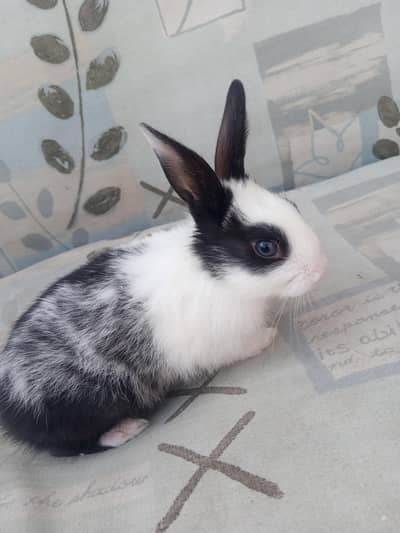 rabbit baby
