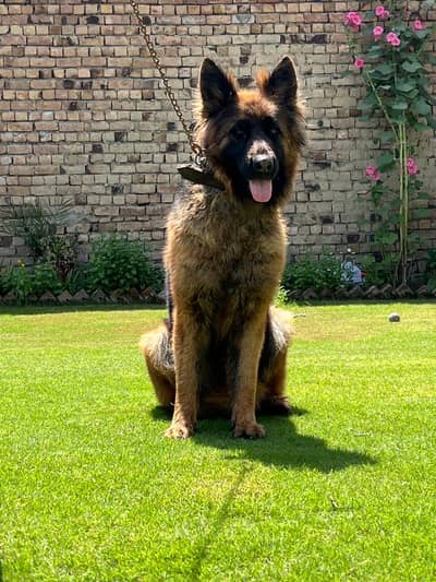 German Shepard puppies and Adult Female available
