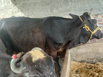 buffalo for sale