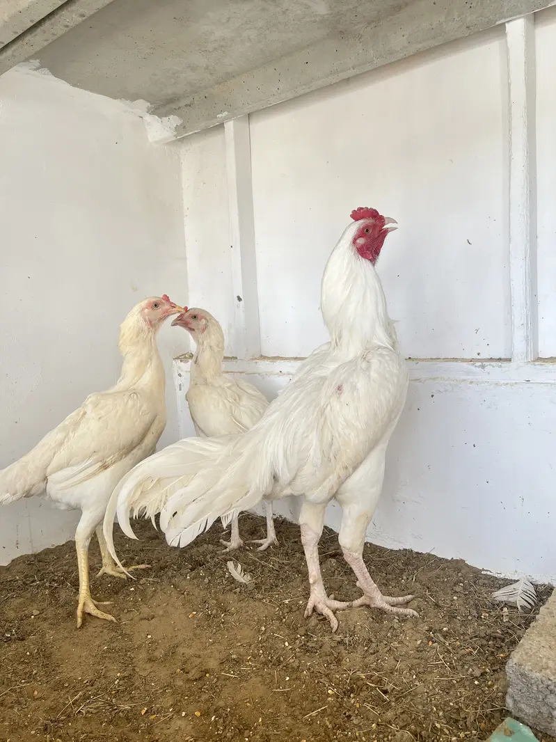 Pure heera eggs and chicks