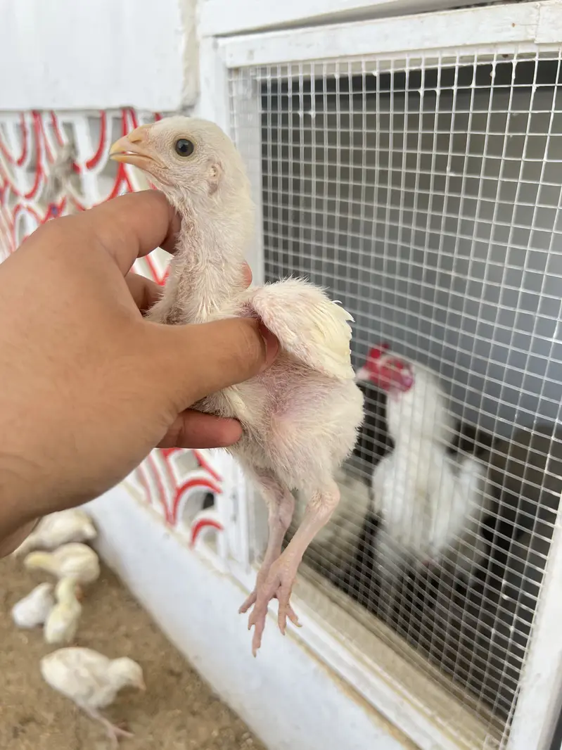 Pure heera eggs and chicks — photo 2