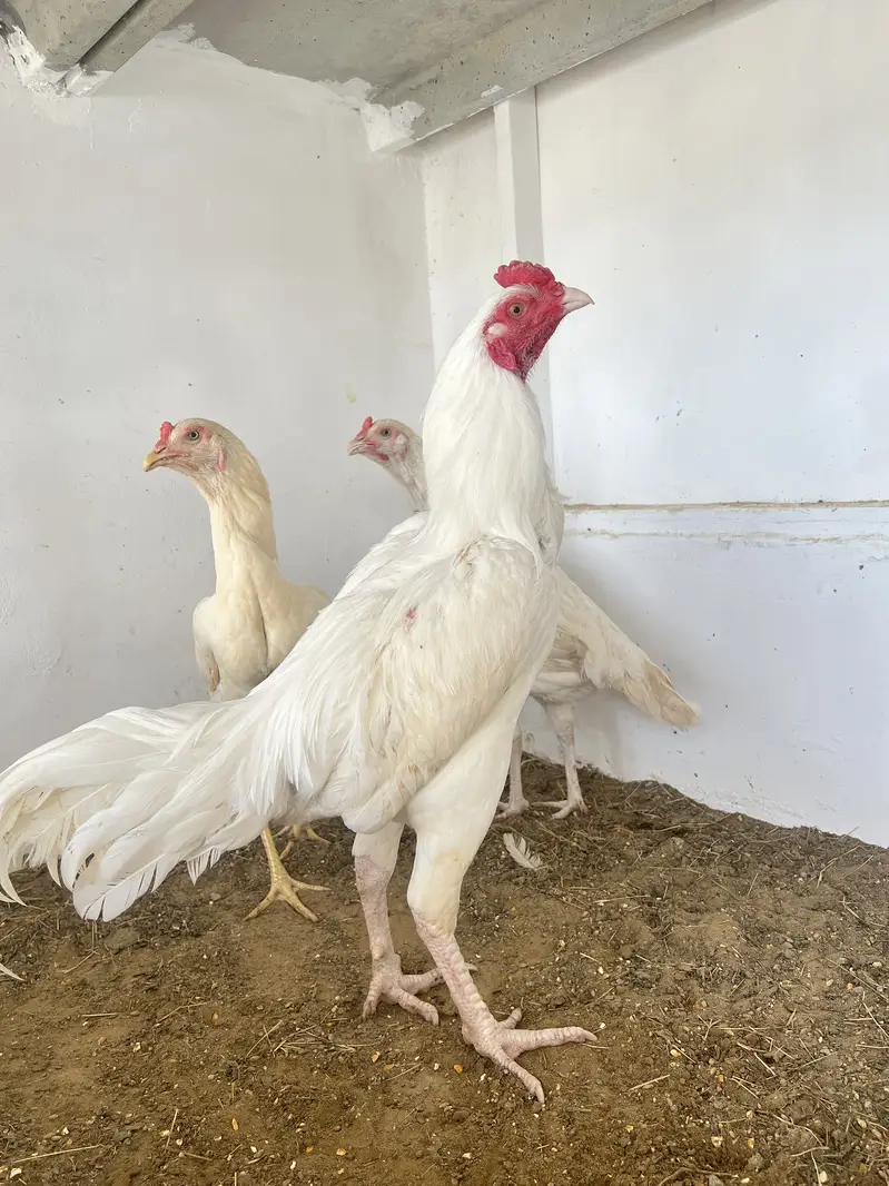 Pure heera eggs and chicks — photo 3