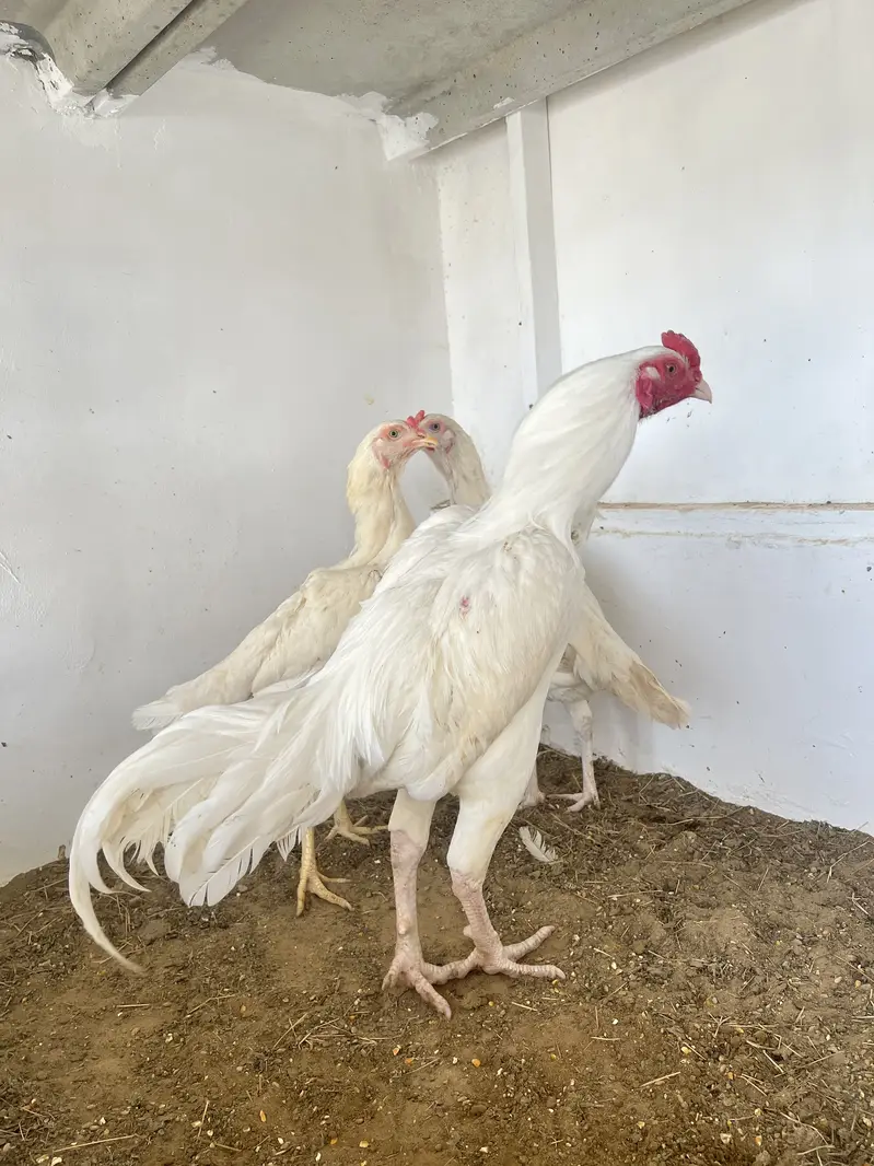 Pure heera eggs and chicks — photo 4