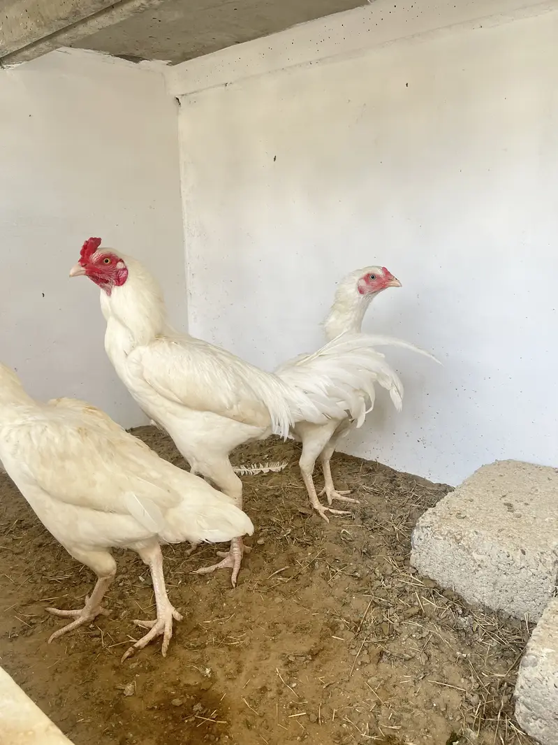 Pure heera eggs and chicks — photo 5