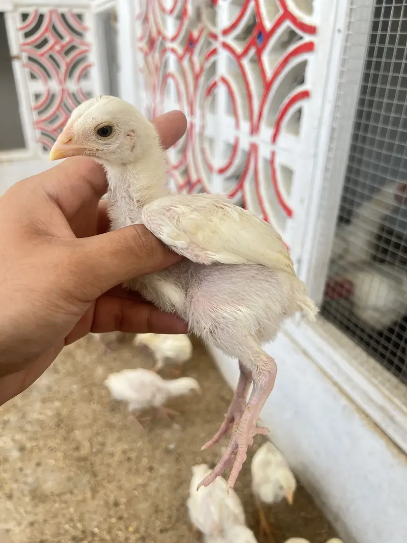 Pure heera eggs and chicks — photo 7