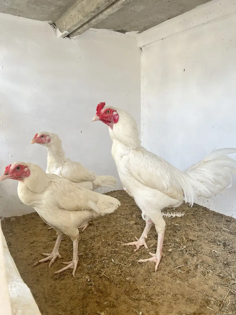Pure heera eggs and chicks — photo 8