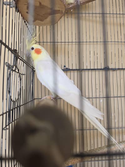 Cream Cockatiel Pairs For Sale