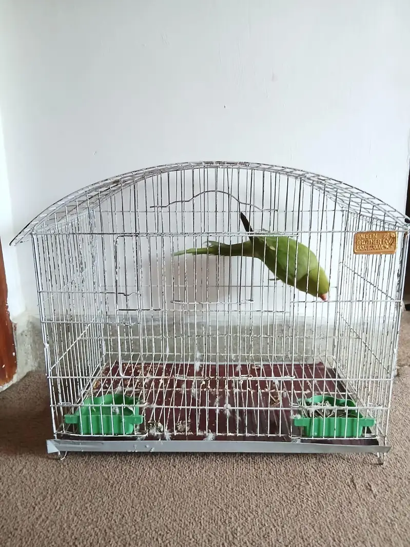 green ring neck parrot