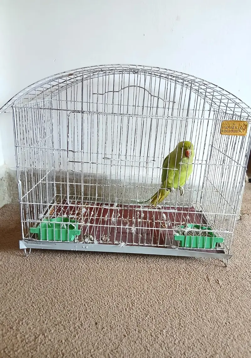 green ring neck parrot — photo 2