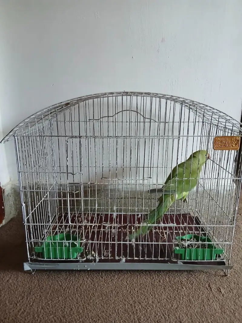 green ring neck parrot — photo 3