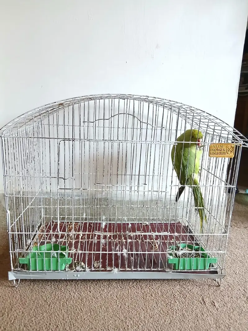 green ring neck parrot — photo 4