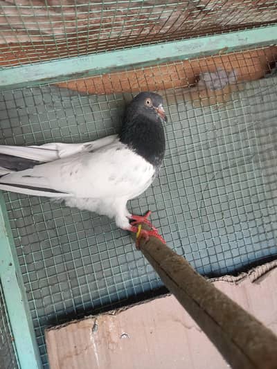 tidy pigeon