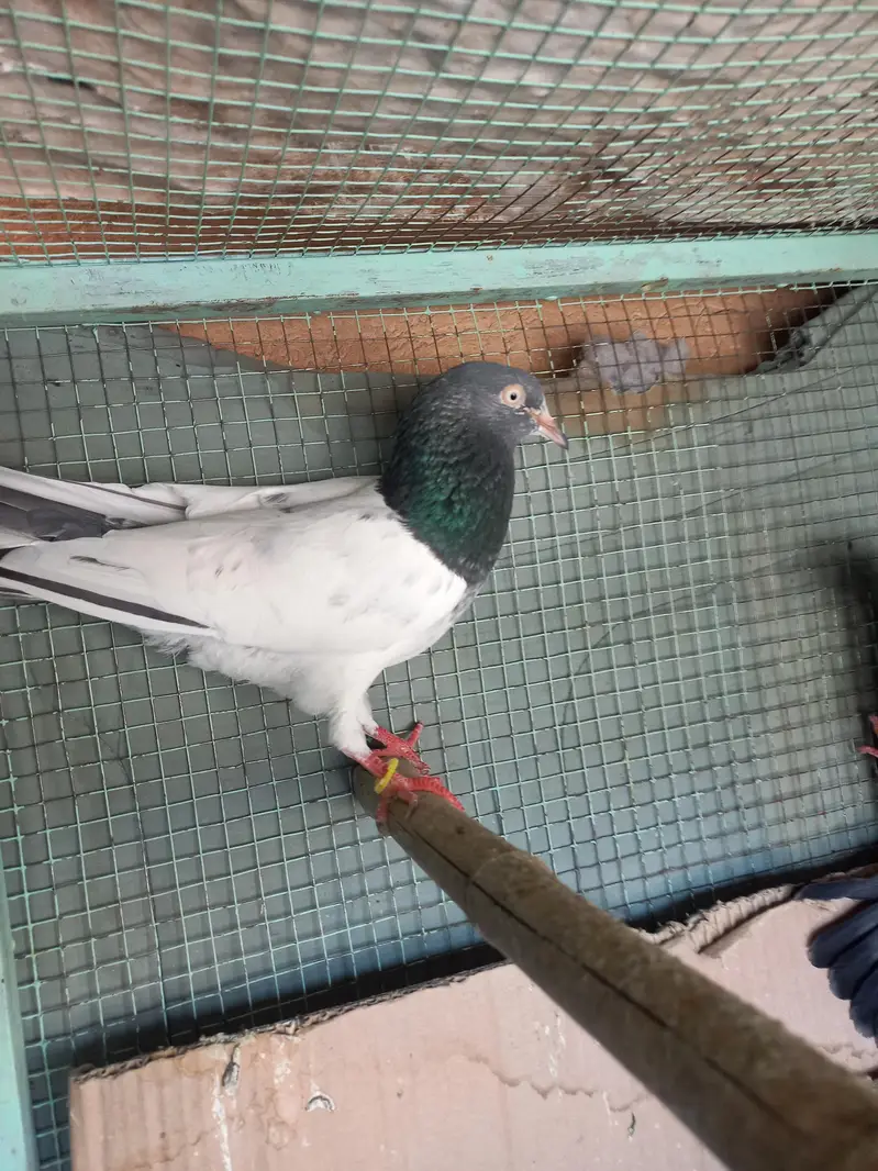 tidy pigeon — photo 2