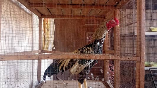 Aseel Pair Available for sale