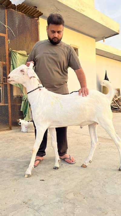 khassi bakra available for qurbani