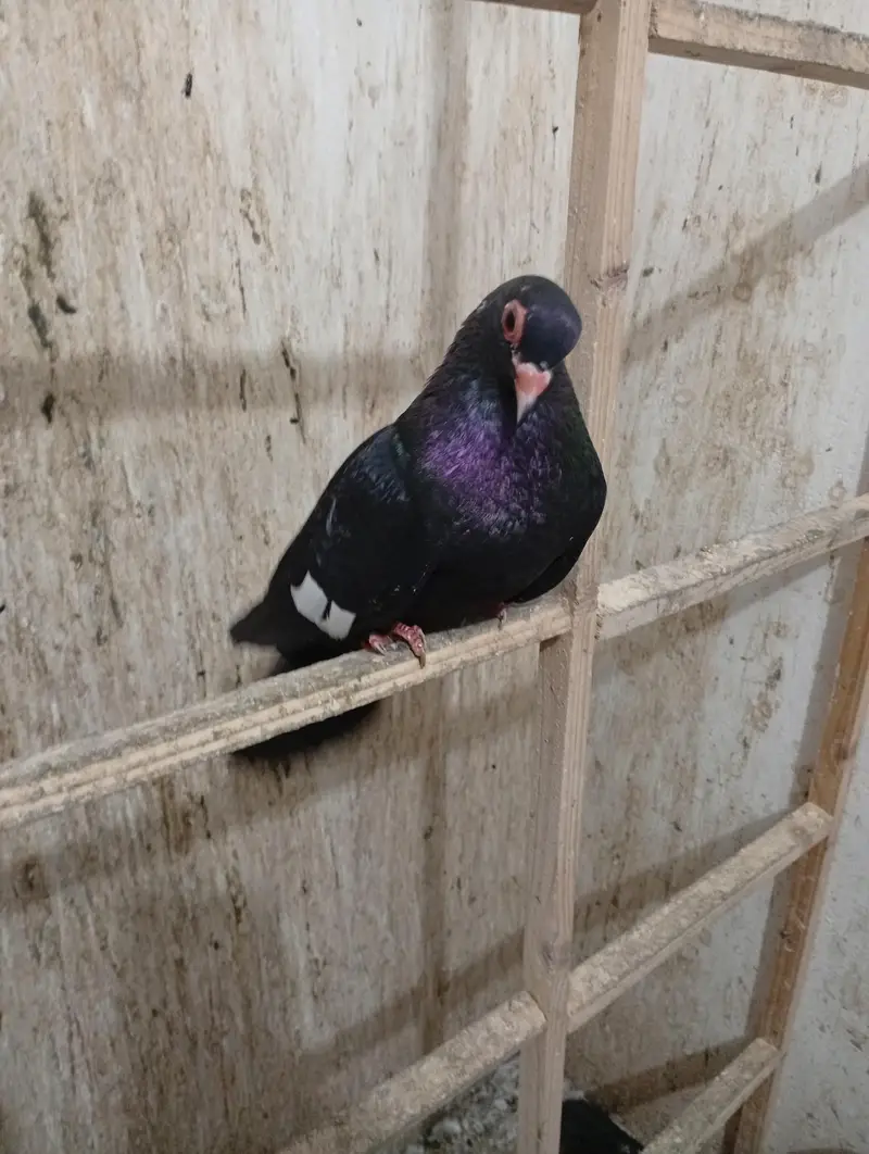 Black beauty — photo 5
