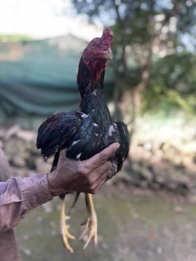 Lakha murgh aseel