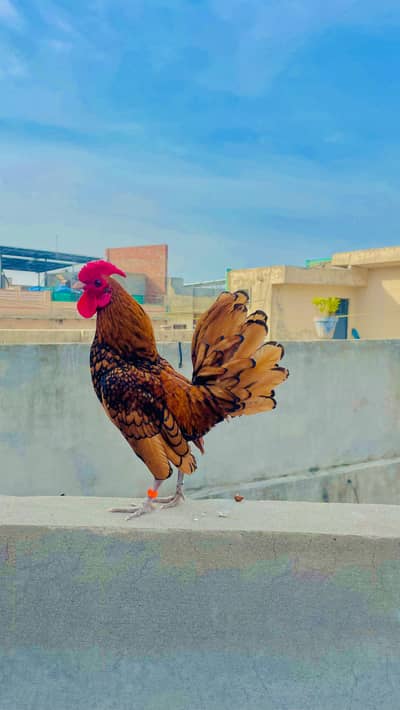 Golden sebright high quality  male zero size