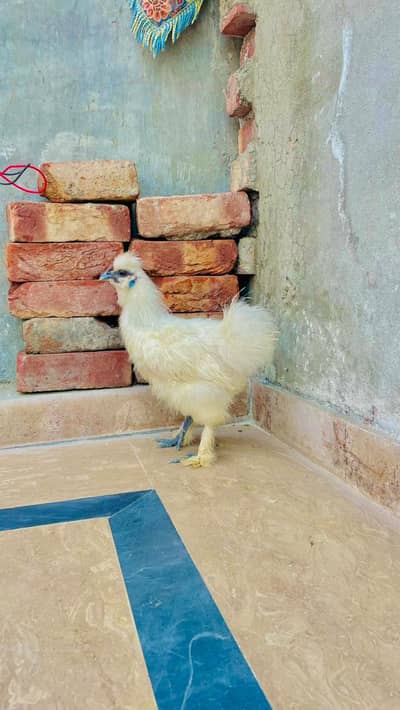 Golden sebright high quality  male zero size
