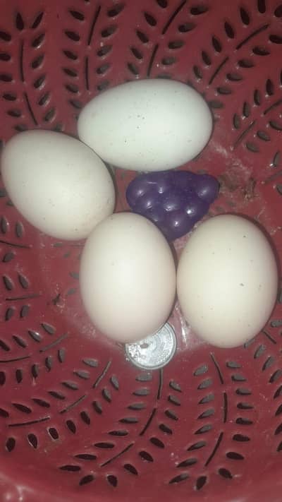 Egg And Aseel Murga