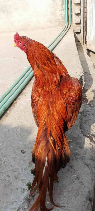 Raja M Bilal