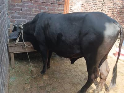 pragnent Buffalo / neeli ravi / milk Buffalo / Gay |cow / نیلی بھینس