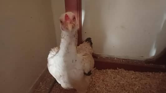 Asell Java Female