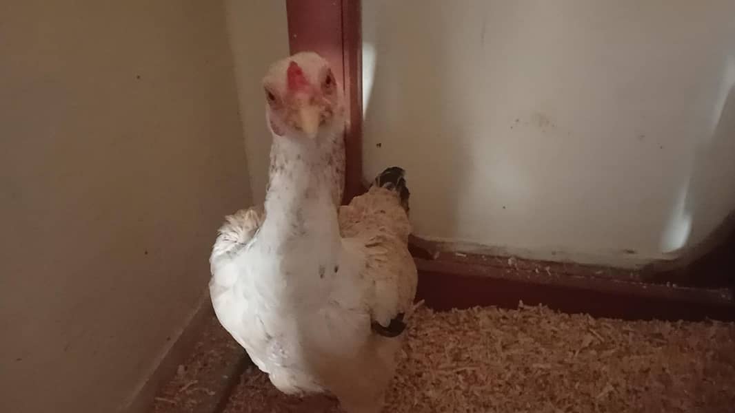 Asell Java Female 0