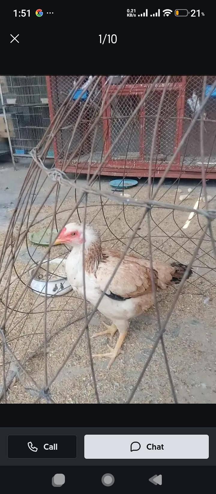 Asell Java Female 2