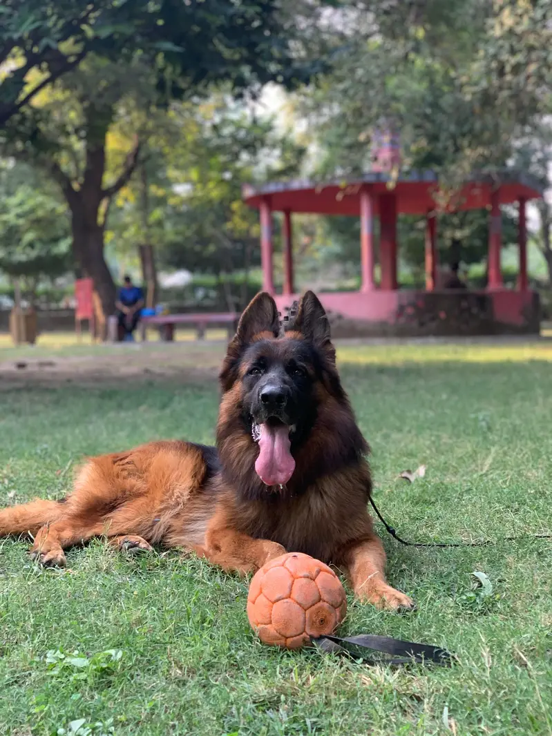Pedigree German shepherd — photo 2