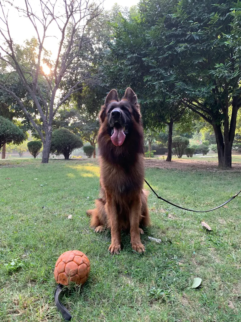 Pedigree German shepherd — photo 3