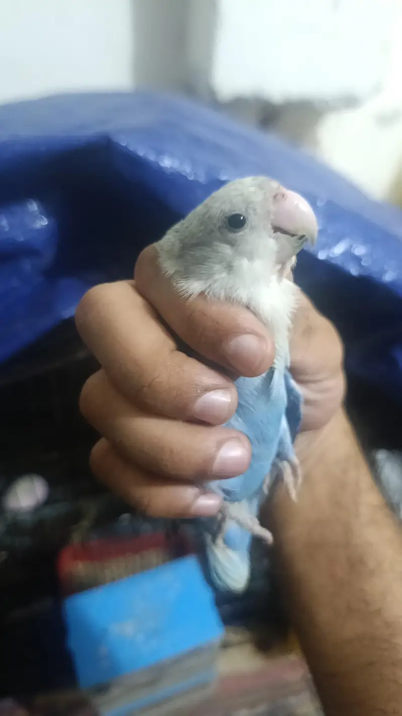 Love Birds Rosicollie For Sale Fixed Price — photo 4