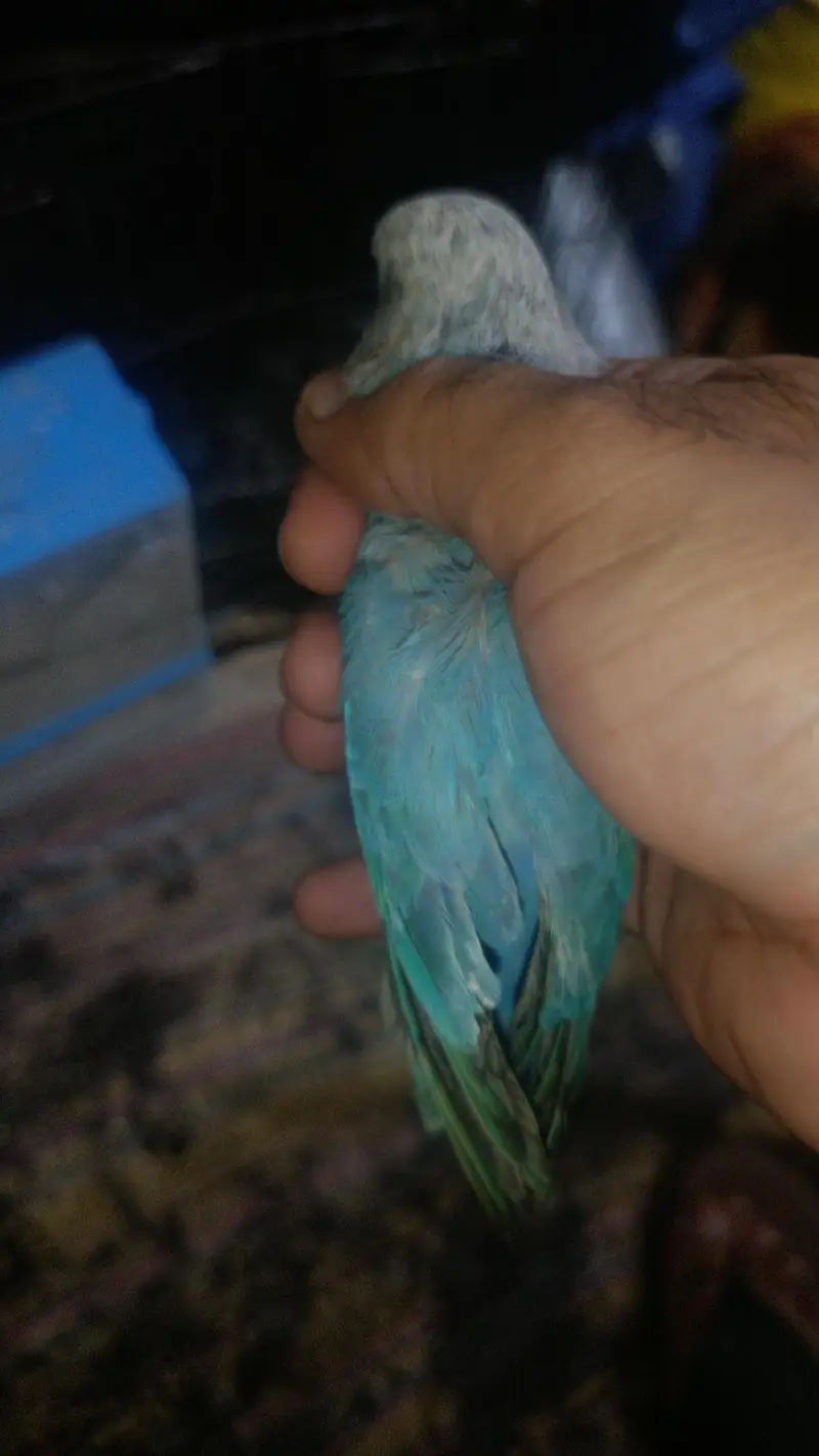 Love Birds Rosicollie For Sale Fixed Price — photo 5