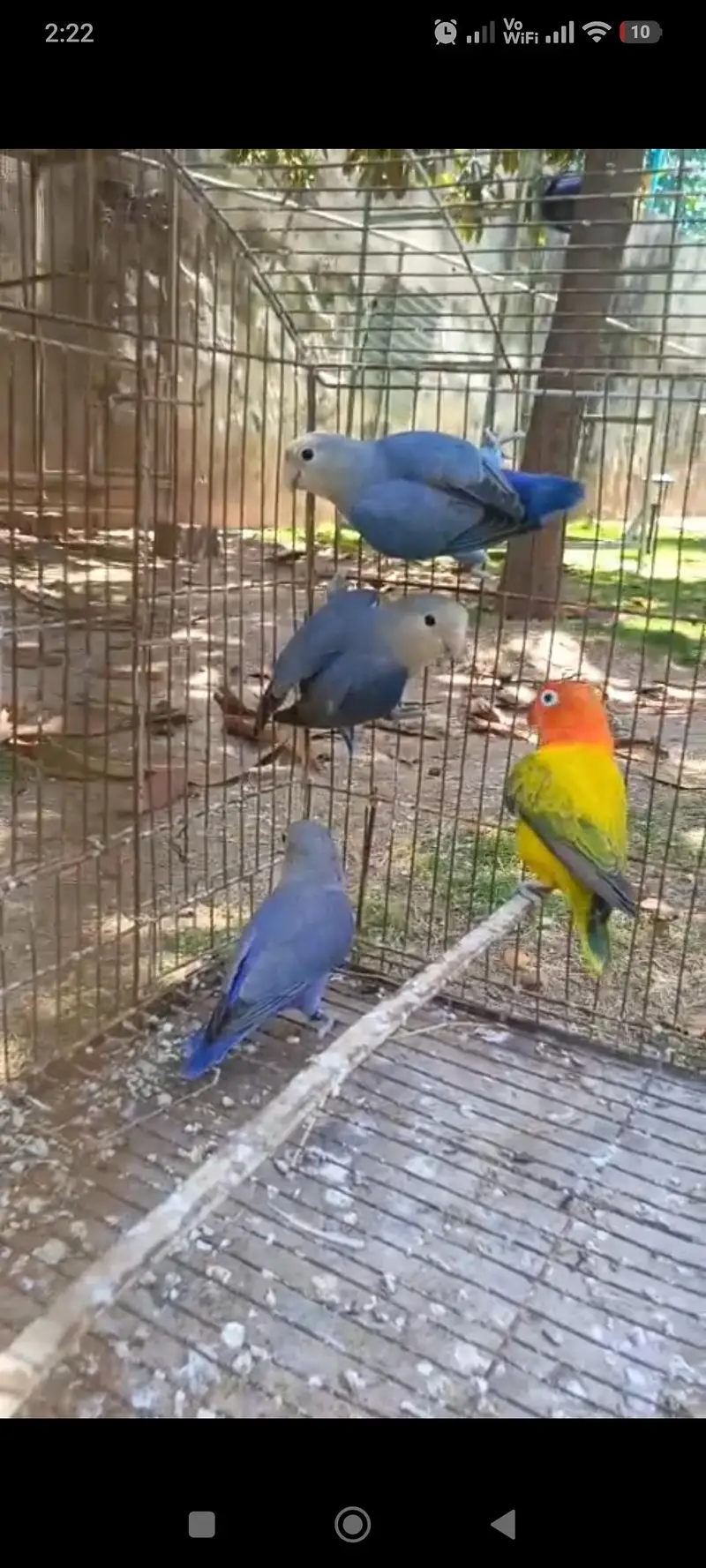 Love Birds Rosicollie For Sale Fixed Price