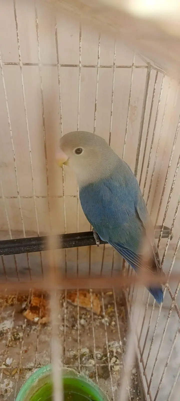 Love Birds Rosicollie For Sale Fixed Price — photo 2