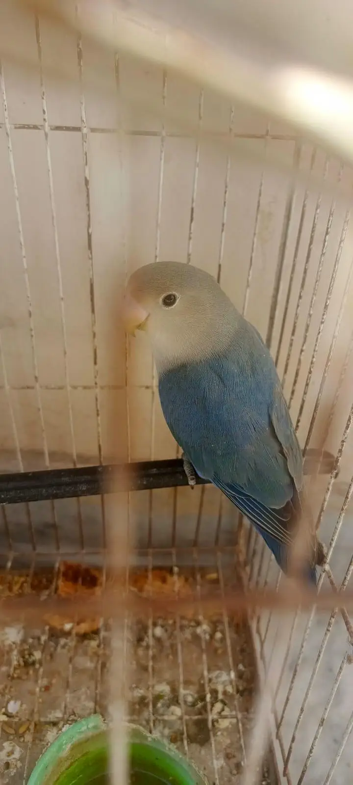 Love Birds Rosicollie For Sale Fixed Price — photo 3