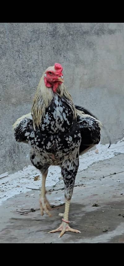Aseel Male Female & Pathy Urgent Sale